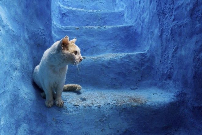 Шефшауэн, город небесных красок: Голубая жемчужина Марокко 38