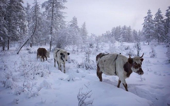 Ты не поверишь, но там живут люди! -67 °C в январе - это самая холодная деревня в мире. 45