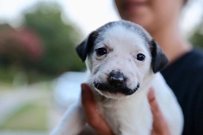 Этот щенок с уникальным окрасом из нью-йоркского приюта носит роскошные усы, а-ля Сальвадор Дали 29