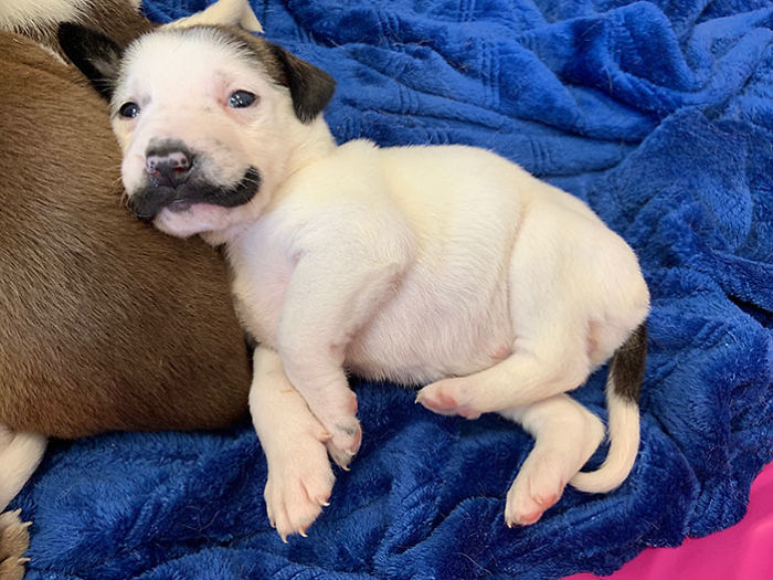 Этот щенок с уникальным окрасом из нью-йоркского приюта носит роскошные усы, а-ля Сальвадор Дали 32