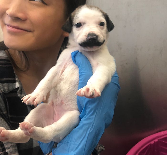 Этот щенок с уникальным окрасом из нью-йоркского приюта носит роскошные усы, а-ля Сальвадор Дали 34