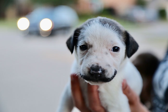 Этот щенок с уникальным окрасом из нью-йоркского приюта носит роскошные усы, а-ля Сальвадор Дали 36