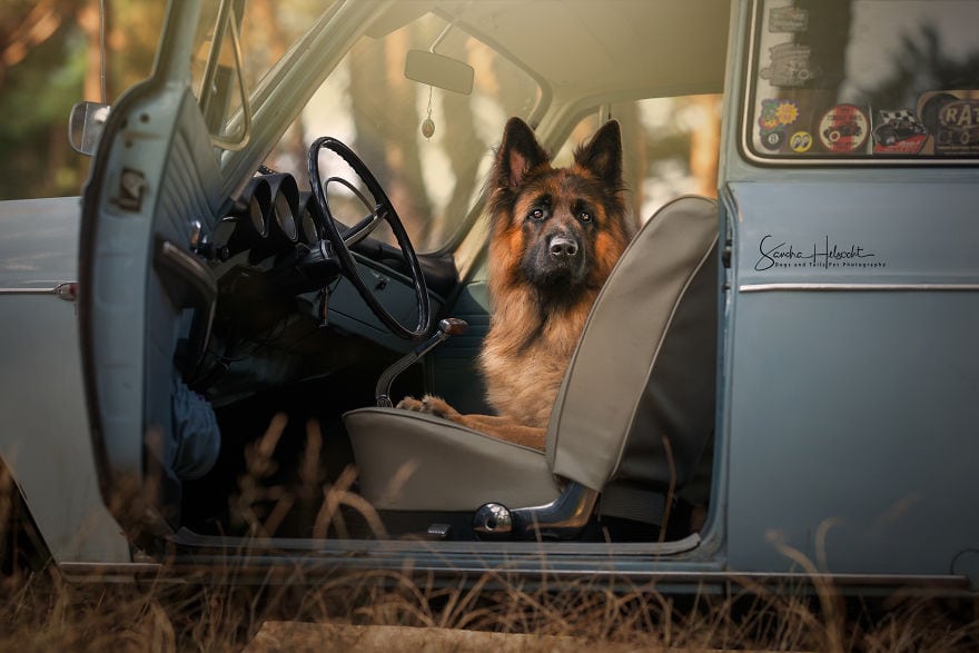 Фотограф из Бельгии снимает собак и винтажные автомобили. Получается очень органично! 63