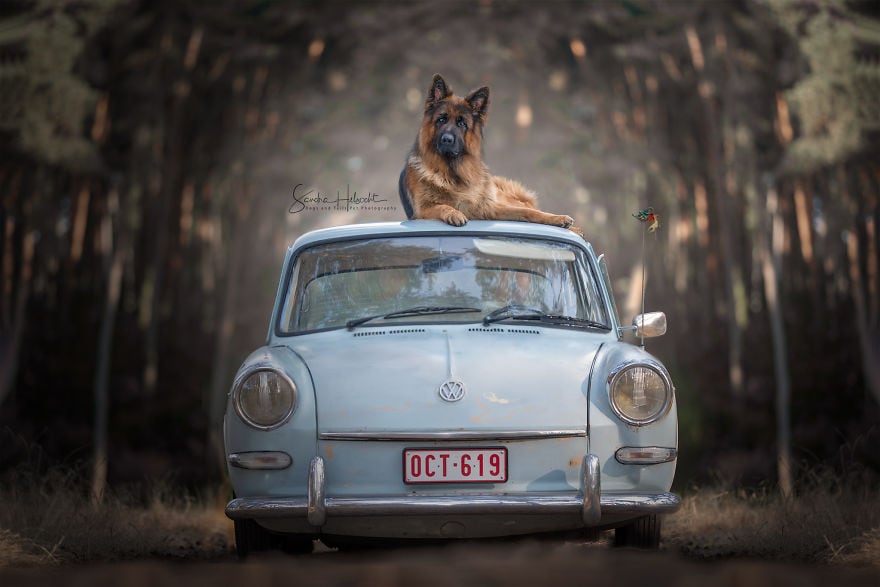 Фотограф из Бельгии снимает собак и винтажные автомобили. Получается очень органично! 72