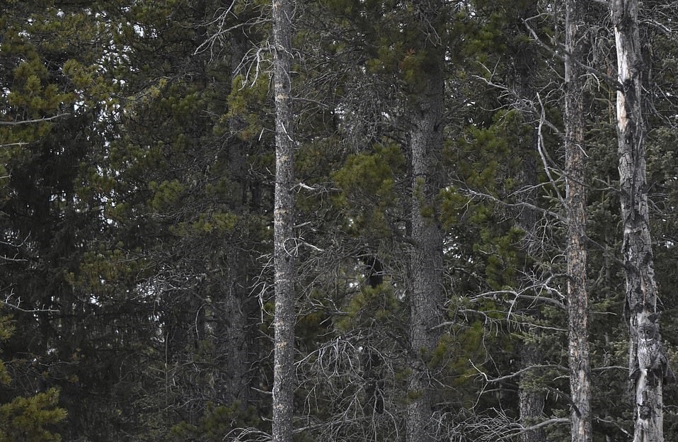 Фотограф заснял сову на дереве, и маскировке этой птички позавидует любой ниндзя 22
