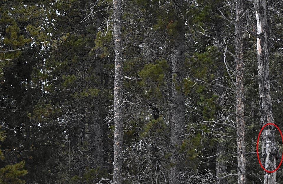 Фотограф заснял сову на дереве, и маскировке этой птички позавидует любой ниндзя 23