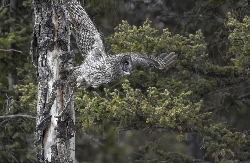 Фотограф заснял сову на дереве, и маскировке этой птички позавидует любой ниндзя 24