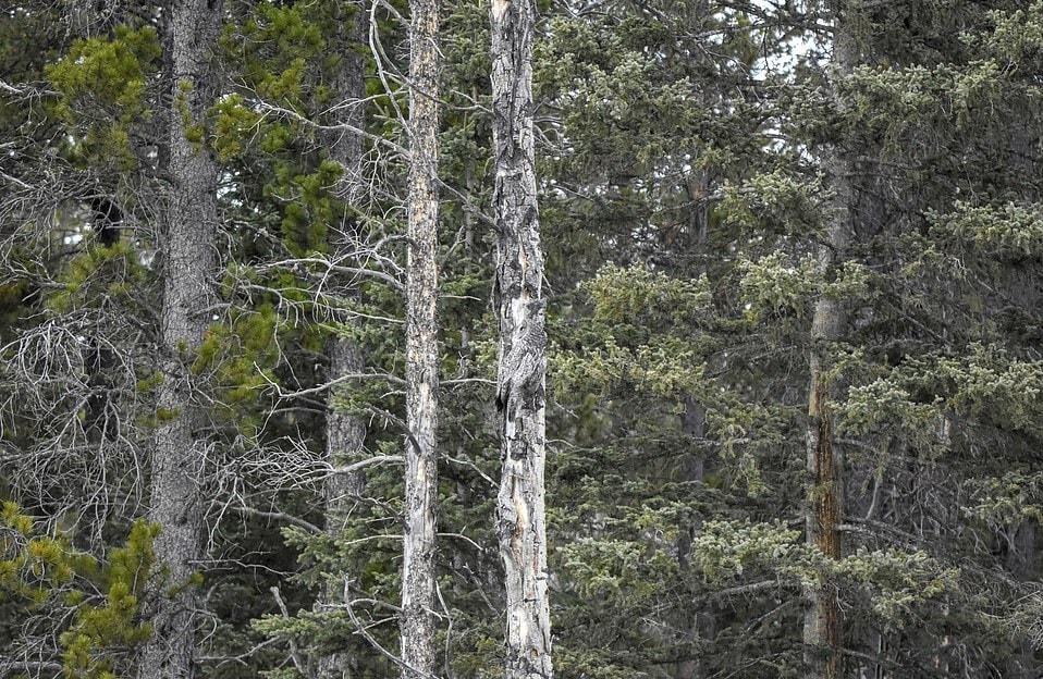 Фотограф заснял сову на дереве, и маскировке этой птички позавидует любой ниндзя 27