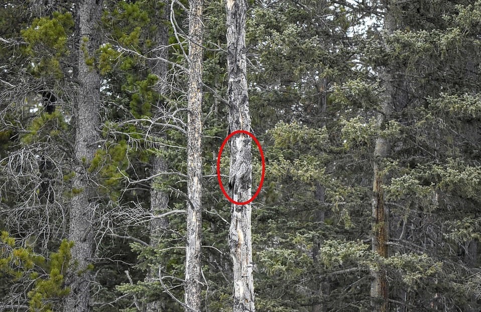 Фотограф заснял сову на дереве, и маскировке этой птички позавидует любой ниндзя 28