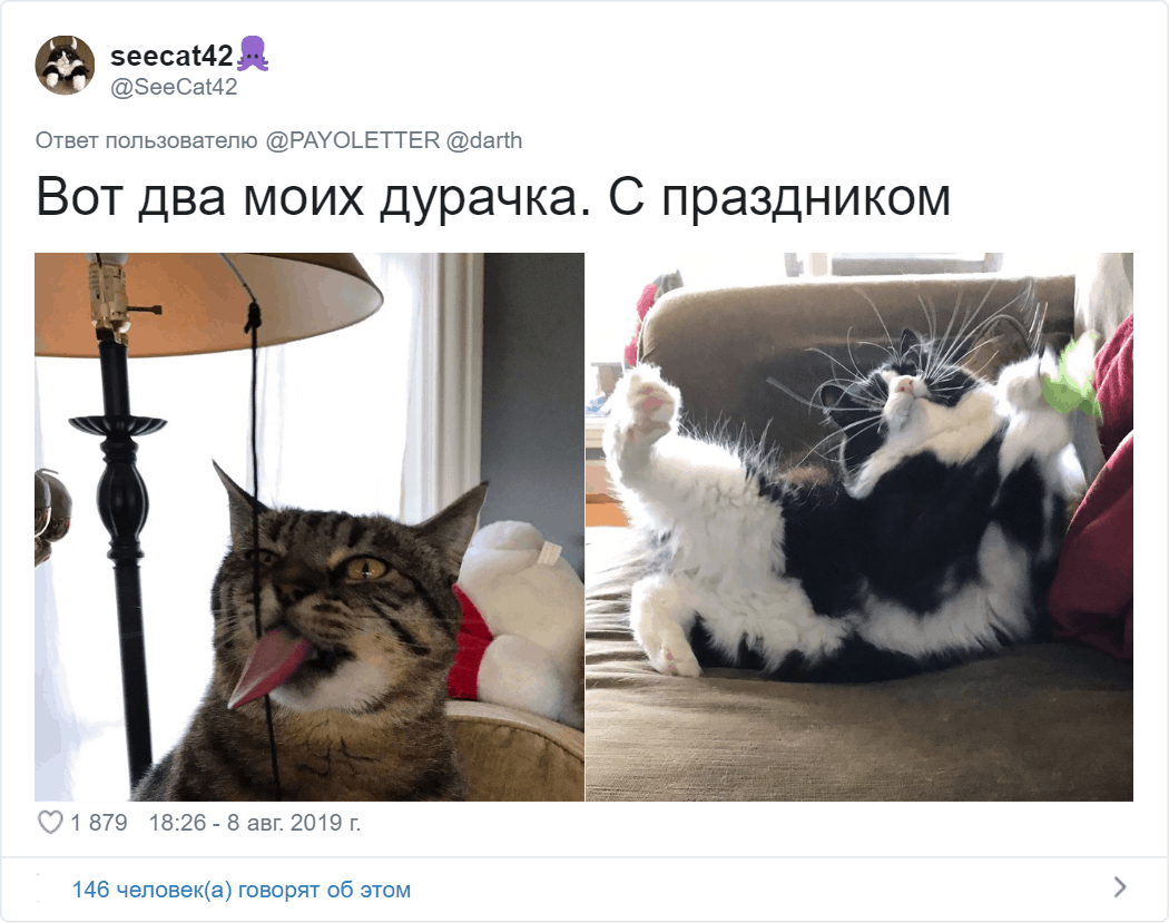 Владельцы котов поделились фото своих питомцев, для которых странность — вторая натура 57
