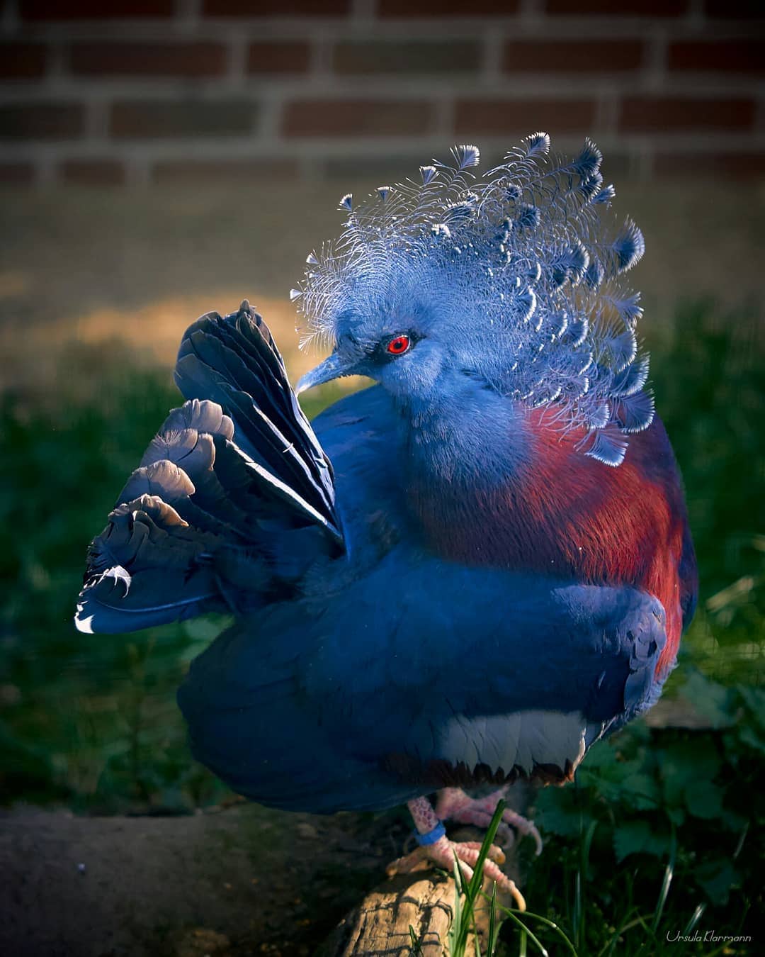 Эта птица с синим хохолком доказала, что голуби могут потягаться по красоте даже с павлинами 28
