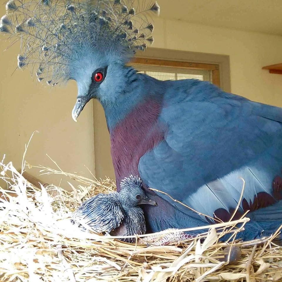 Эта птица с синим хохолком доказала, что голуби могут потягаться по красоте даже с павлинами 25