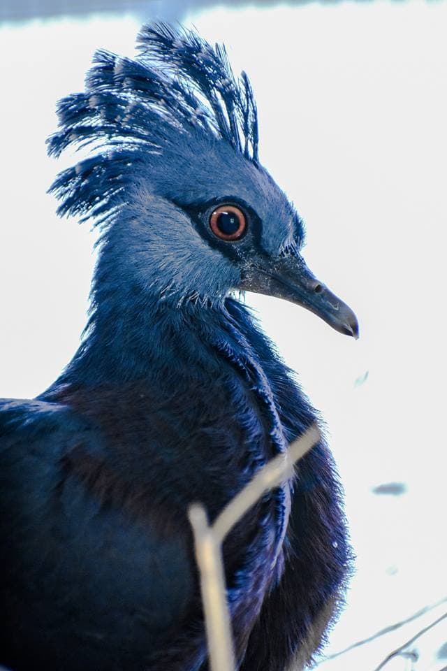 Эта птица с синим хохолком доказала, что голуби могут потягаться по красоте даже с павлинами 27