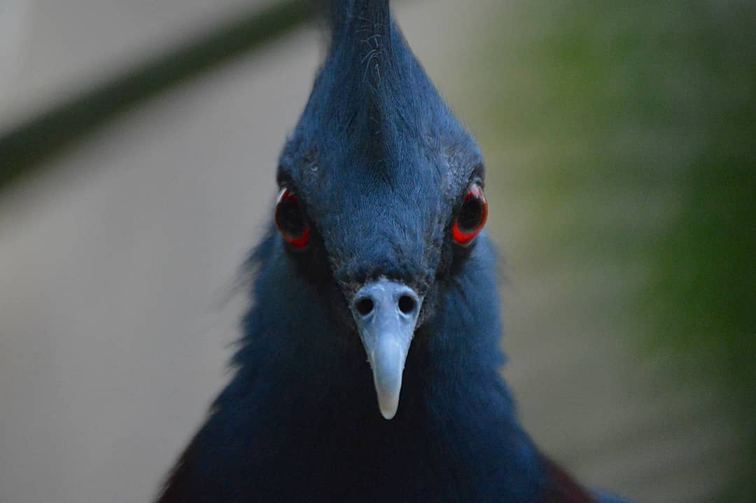 Эта птица с синим хохолком доказала, что голуби могут потягаться по красоте даже с павлинами 30