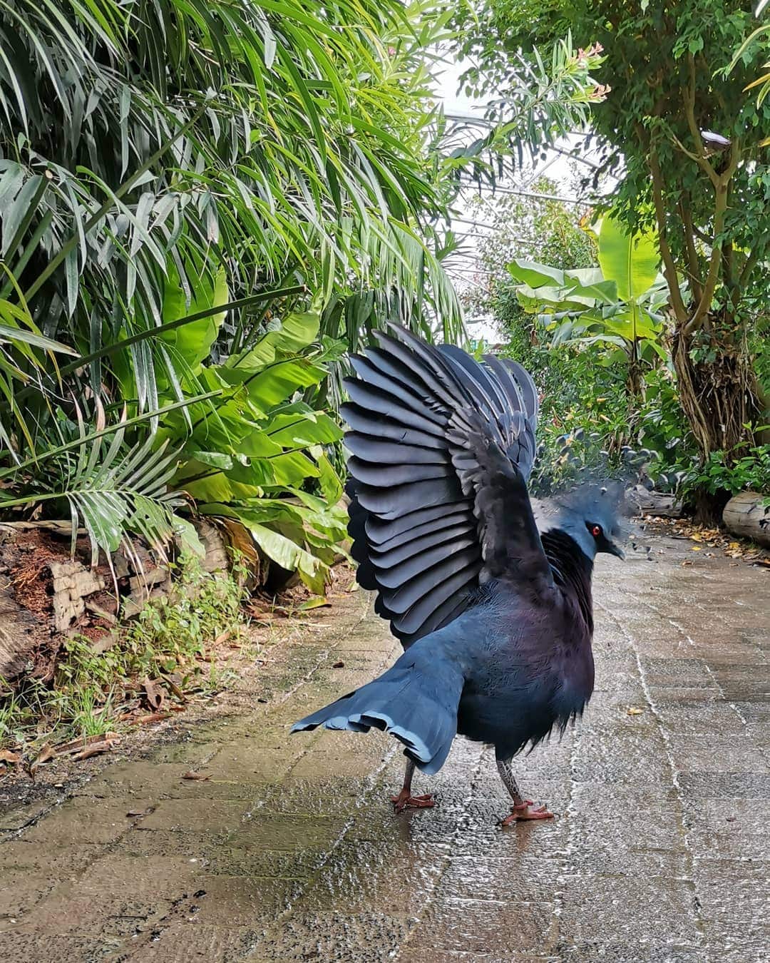 Эта птица с синим хохолком доказала, что голуби могут потягаться по красоте даже с павлинами 31