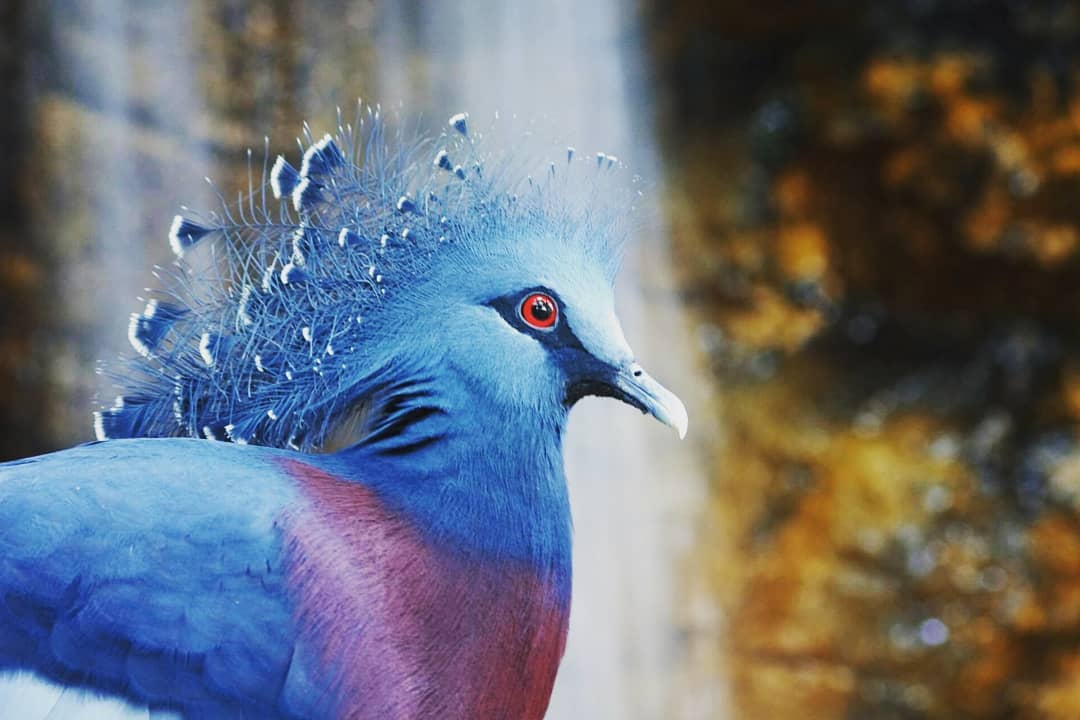 Эта птица с синим хохолком доказала, что голуби могут потягаться по красоте даже с павлинами 32