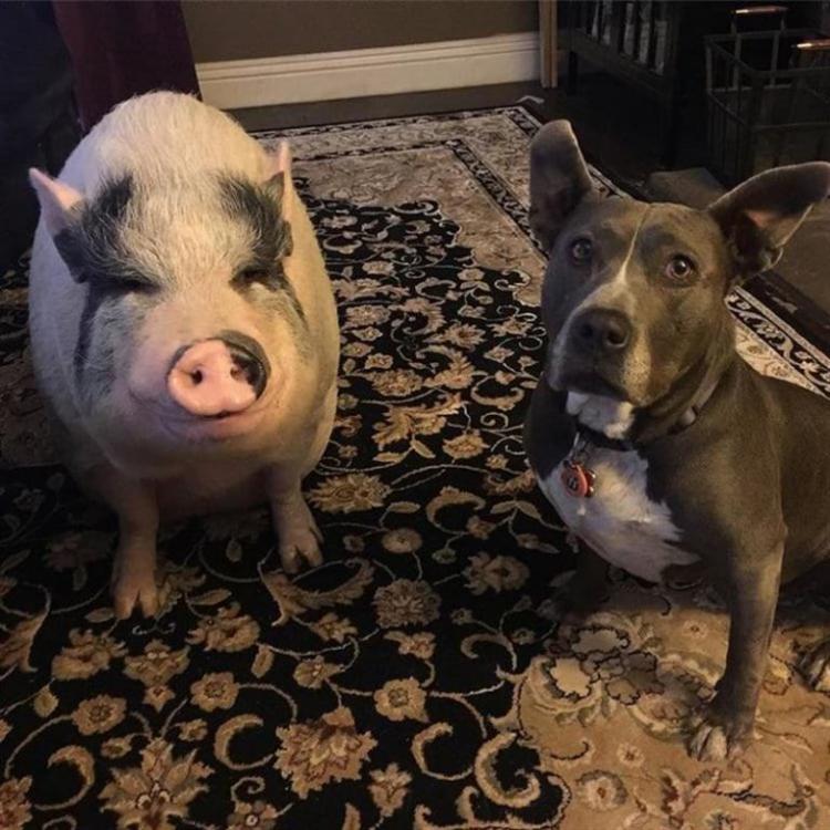 В Бразилии свинка живёт в компании 5 собак и думает, что она одна из них 23