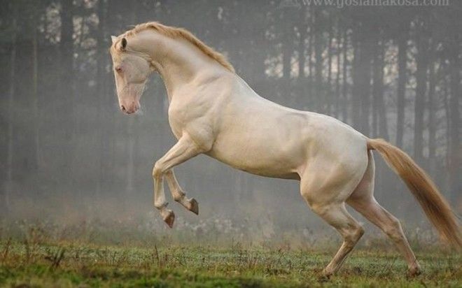 20 самых красивых лошадей в мире 40