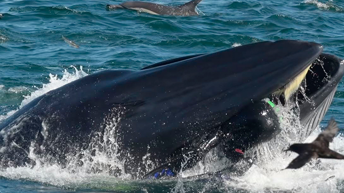 «Стало темно и страшно»: дайвера из Африки проглотил и выплюнул кит 11