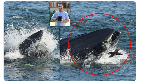 «Стало темно и страшно»: дайвера из Африки проглотил и выплюнул кит 12