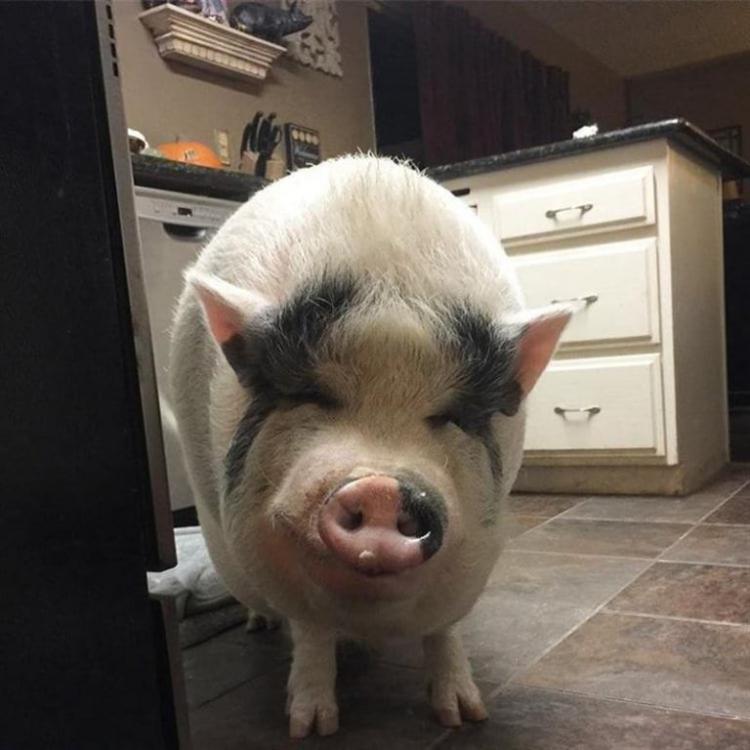 В Бразилии свинка живёт в компании 5 собак и думает, что она одна из них 28