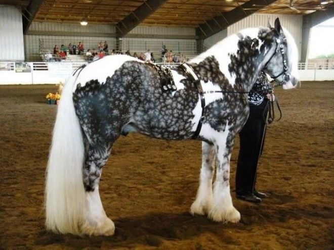20 самых красивых лошадей в мире 45