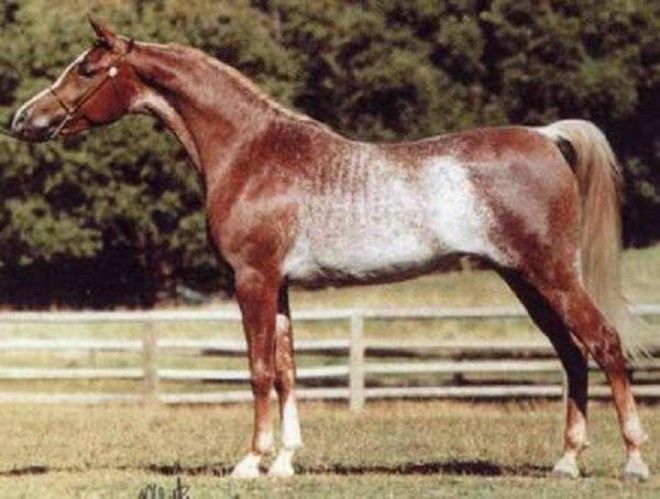 20 самых красивых лошадей в мире 46