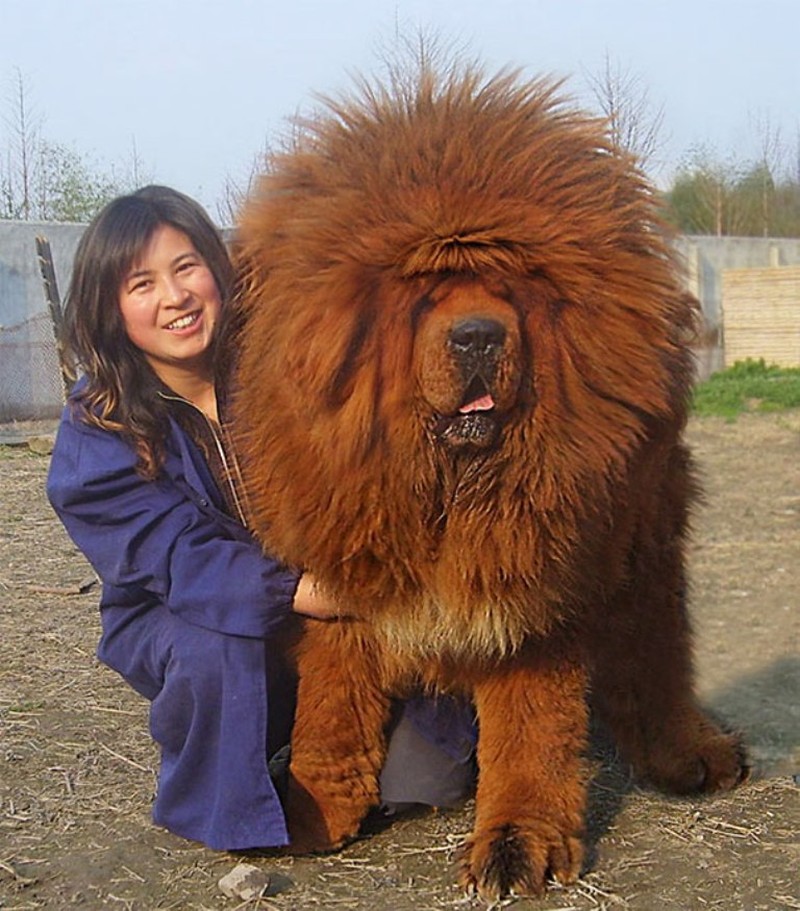 20 невероятно огромных собак, которые даже не понимают этого 65