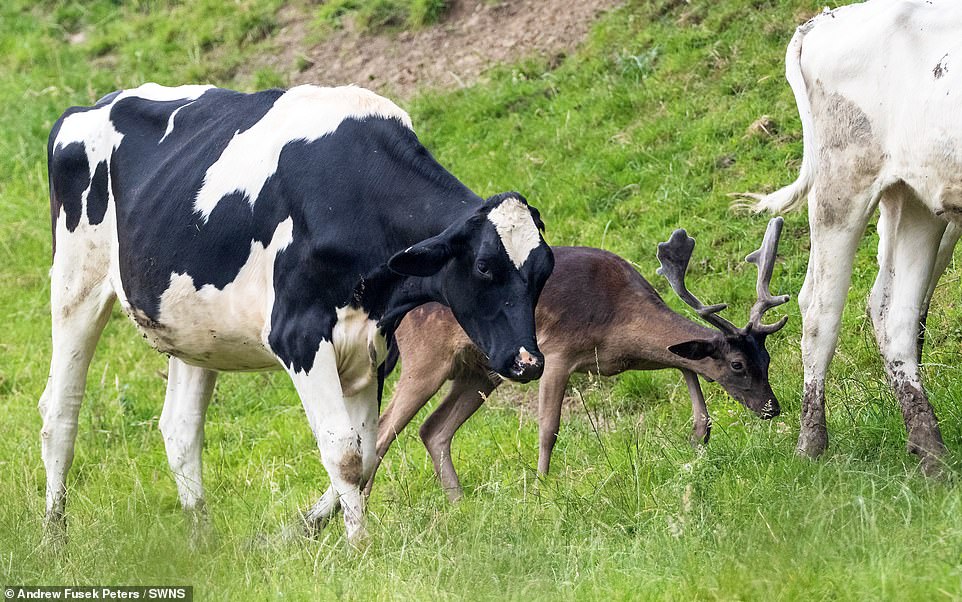 В Англии оленя «усыновило» стадо коров 21