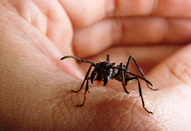 25 поразительных факта о муравьях, о которых Вы не знали 52