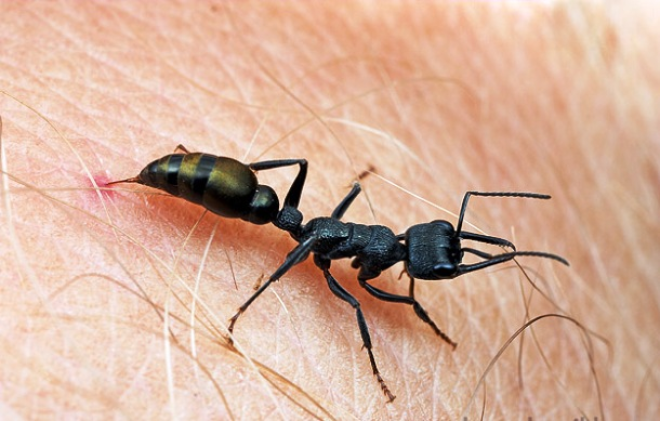 25 поразительных факта о муравьях, о которых Вы не знали 51