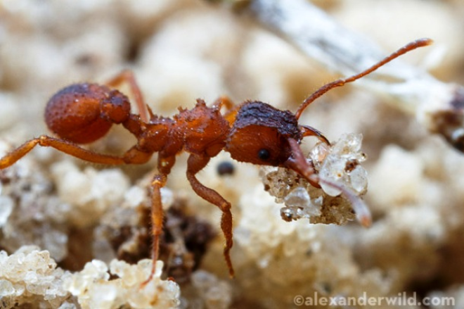 25 поразительных факта о муравьях, о которых Вы не знали 50