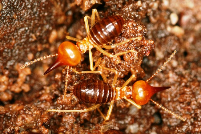 25 поразительных факта о муравьях, о которых Вы не знали 49