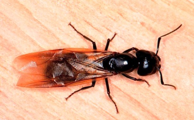 25 поразительных факта о муравьях, о которых Вы не знали 48