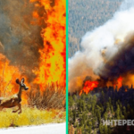 13 ужасающих фото пожаров в Сибири и их последствий