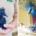 Эта птица с синим хохолком доказала, что голуби  могут потягаться по красоте даже с павлинами