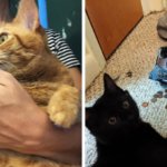 16 фотографий котов, которым намурчать на человеческие правила и порядки