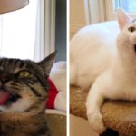 Владельцы котов поделились фото своих питомцев, для которых странность — вторая натура