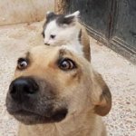 Трогательная дружба котенка — сироты с собакой, потерявшей щенков