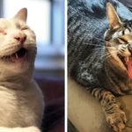 15 безумных фотографий котов, которых подловили на середине чиха