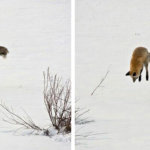 Красивые и милые фотографии диких лис