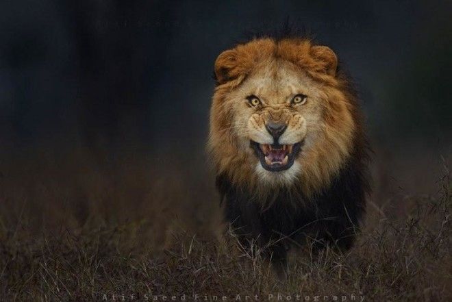 Фотограф рисковал жизнью, чтобы снять этого яростного льва в дикой природе 7
