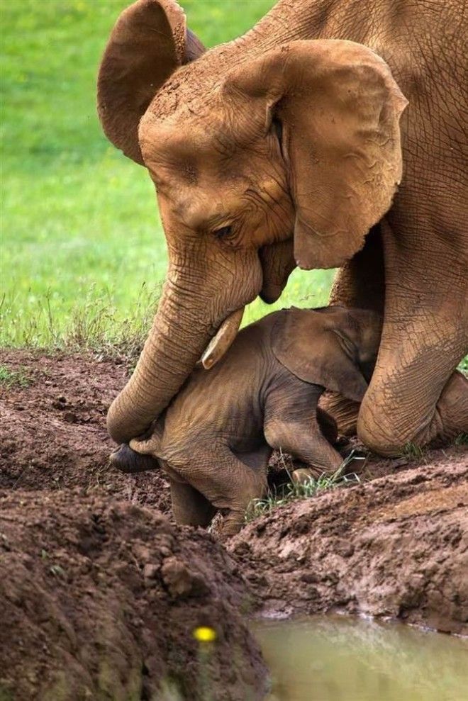Как проявляется материнская любовь у животных 68