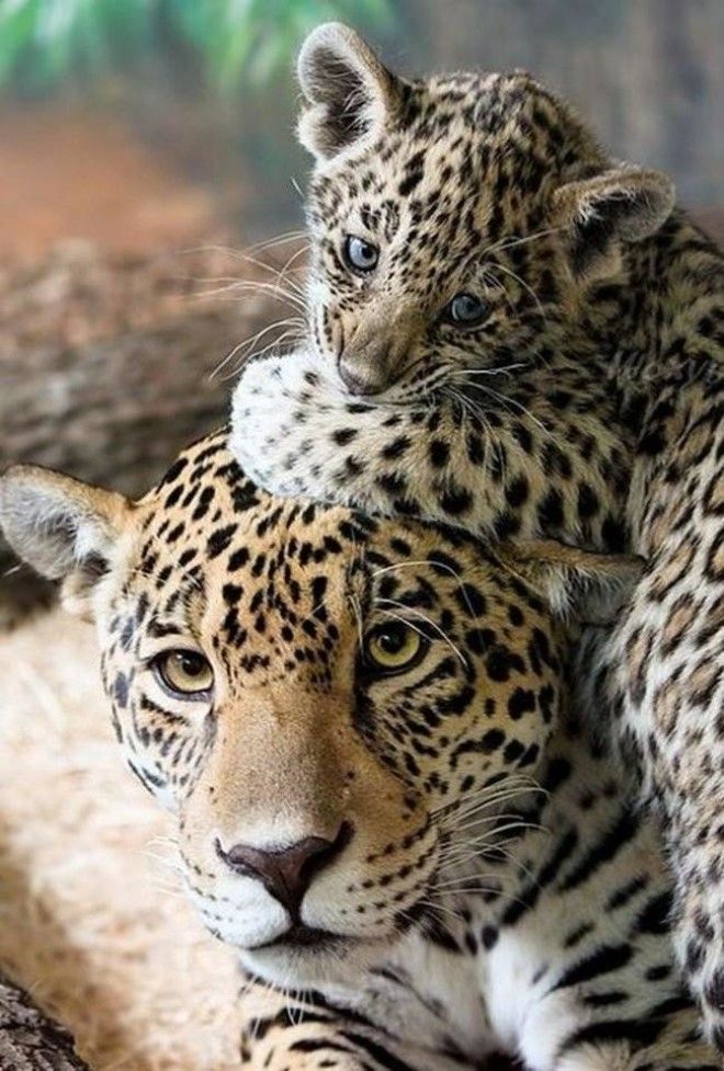 Как проявляется материнская любовь у животных 61