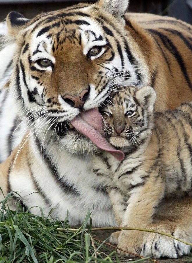 Как проявляется материнская любовь у животных 63