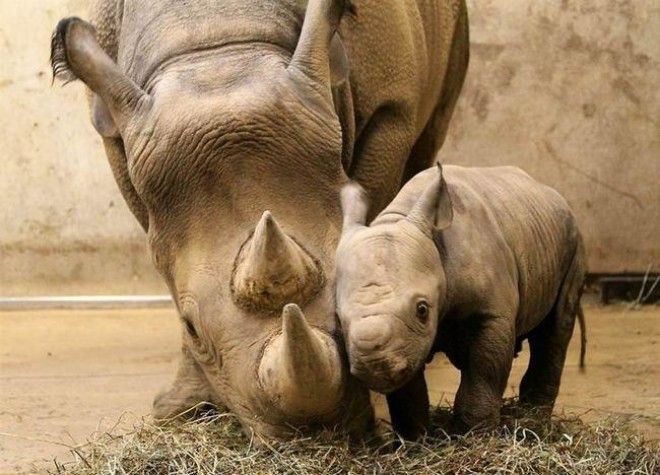 Как проявляется материнская любовь у животных 65