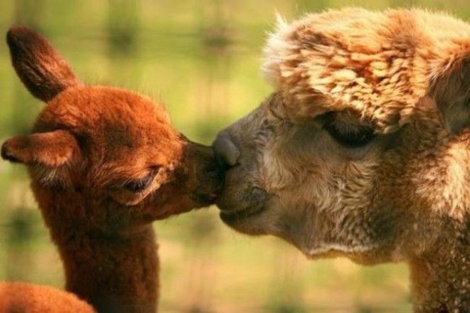 Как проявляется материнская любовь у животных 66