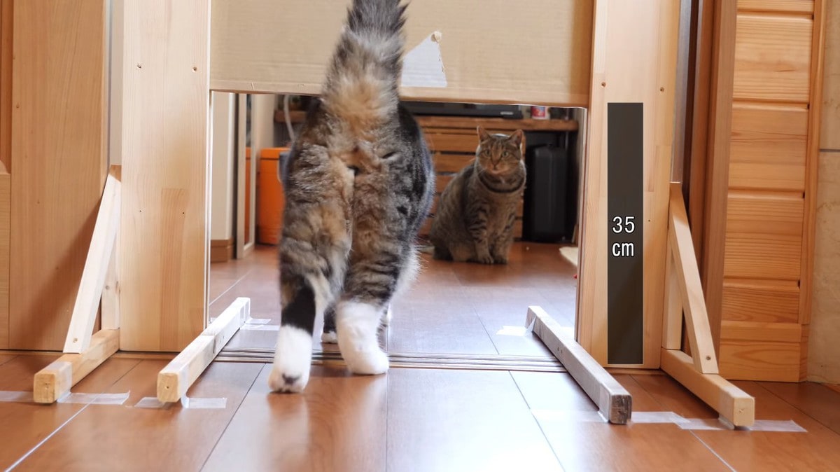 Японец проверил, в насколько узкую щель смогут пролезть его коты. Эксперимент, который мы заслужили! 153