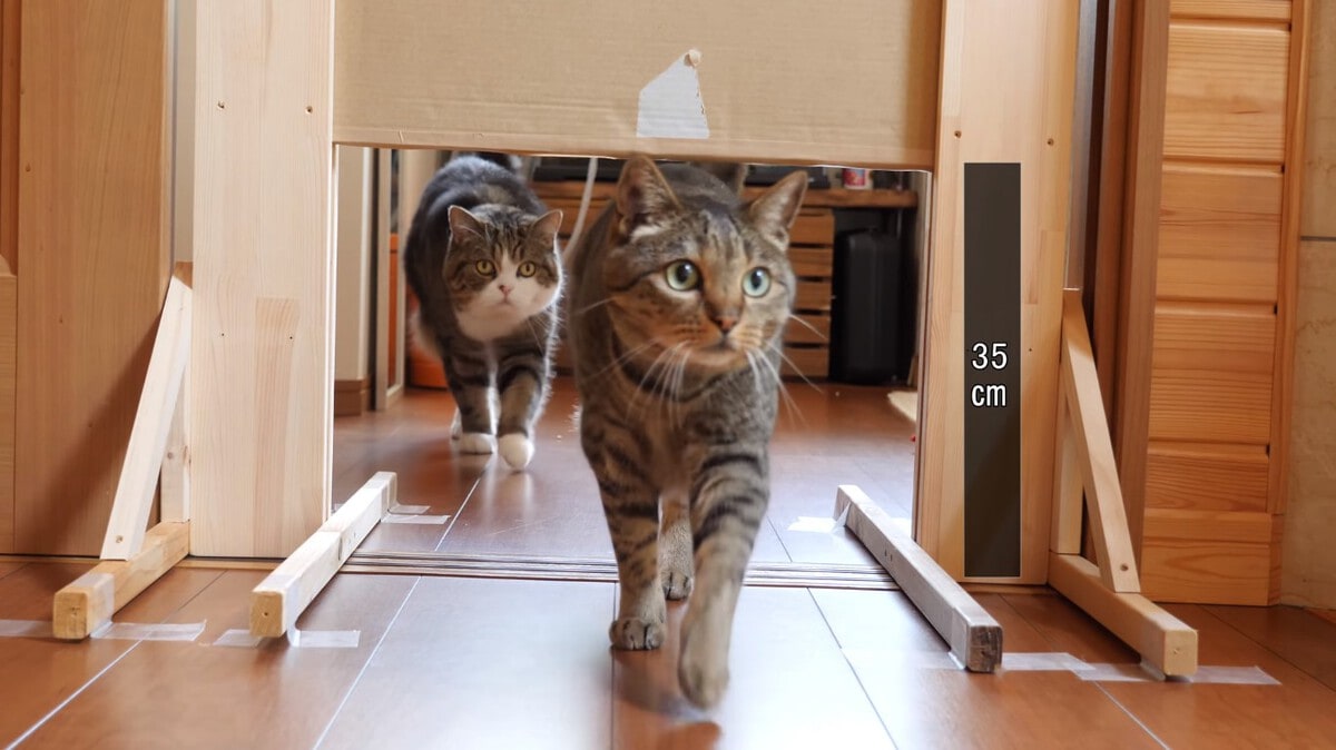 Японец проверил, в насколько узкую щель смогут пролезть его коты. Эксперимент, который мы заслужили! 154