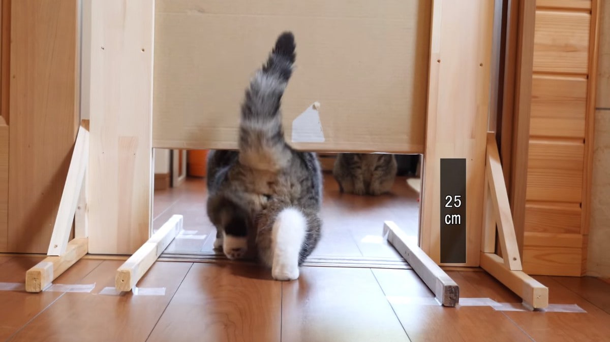 Японец проверил, в насколько узкую щель смогут пролезть его коты. Эксперимент, который мы заслужили! 155
